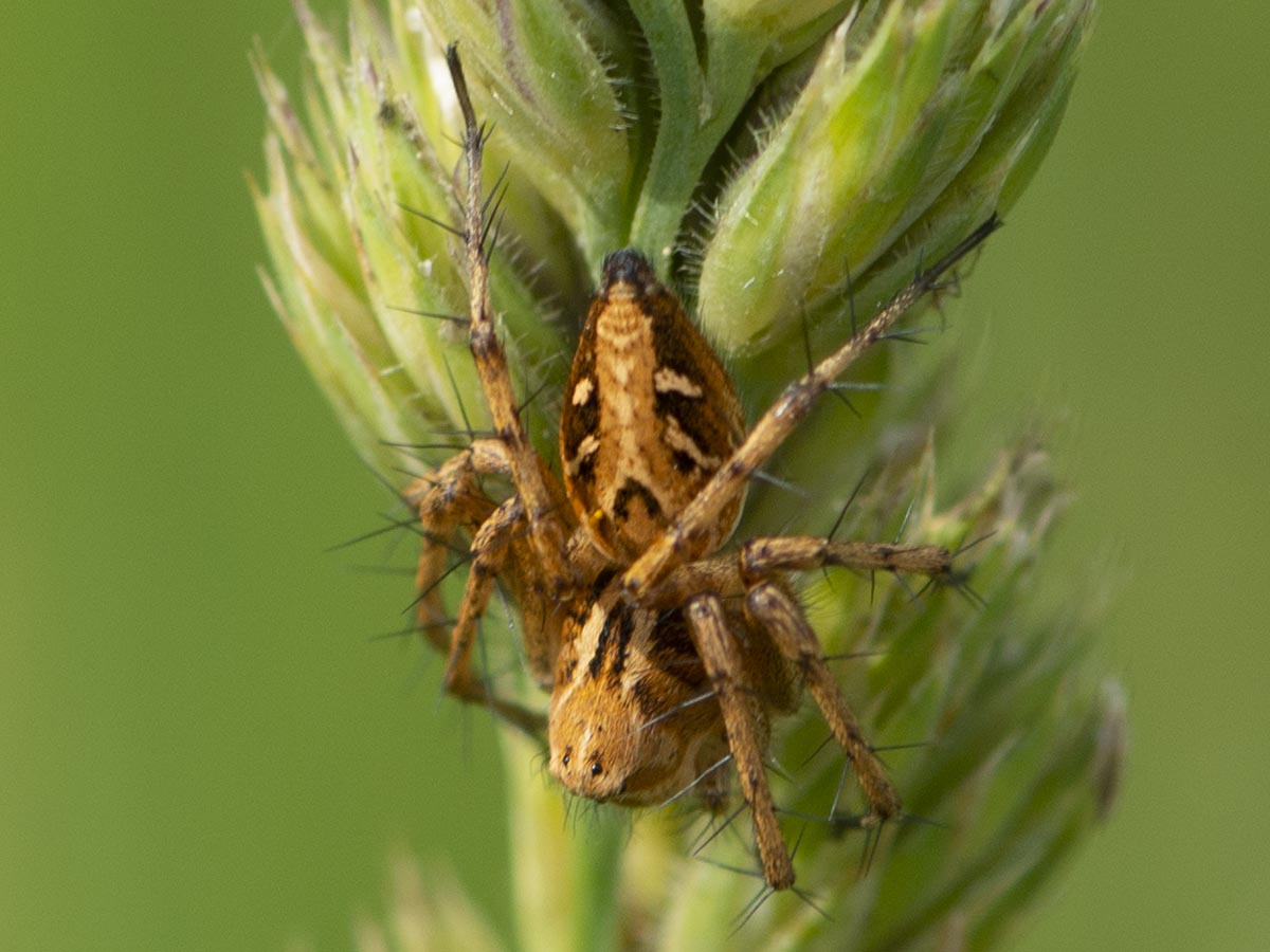 Habitus, dorsal